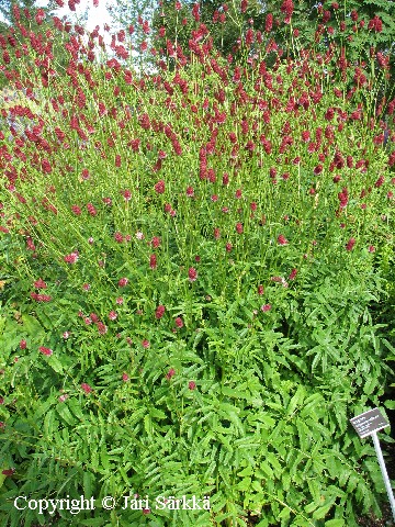 Sanguisorba officinalis